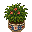 Basket Fern Plant