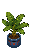 Blue Palm Plant