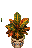 Croton Plant