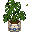 Pothos Plant